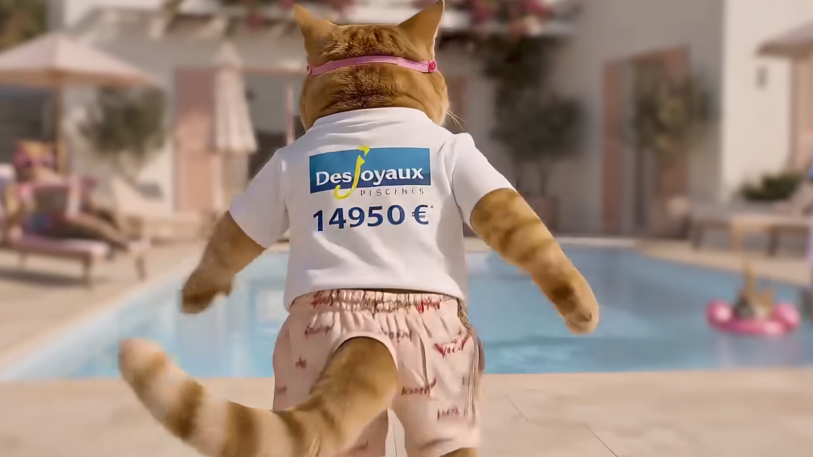 Piscines Desjoyaux séduit même les chats