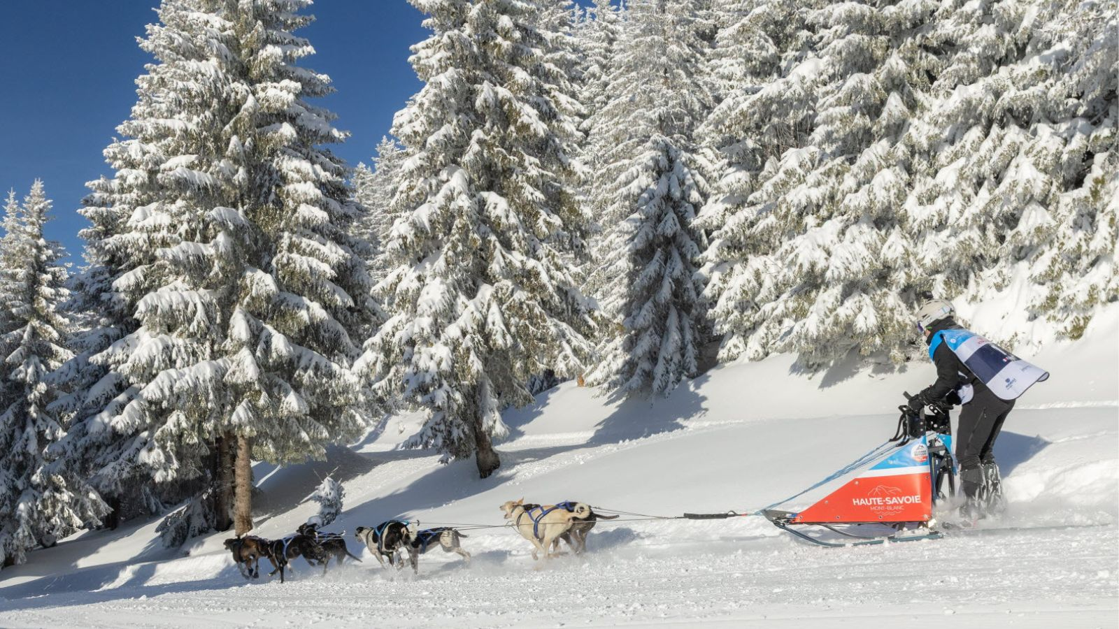 Du national au local : la Grande Odyssée Royal Canin sur les écrans